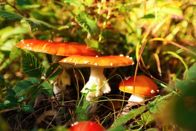 Photo of Fresh wild mushrooms growing in forest, closeup