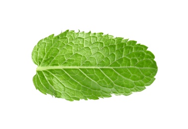 Fresh green mint leaf on white background