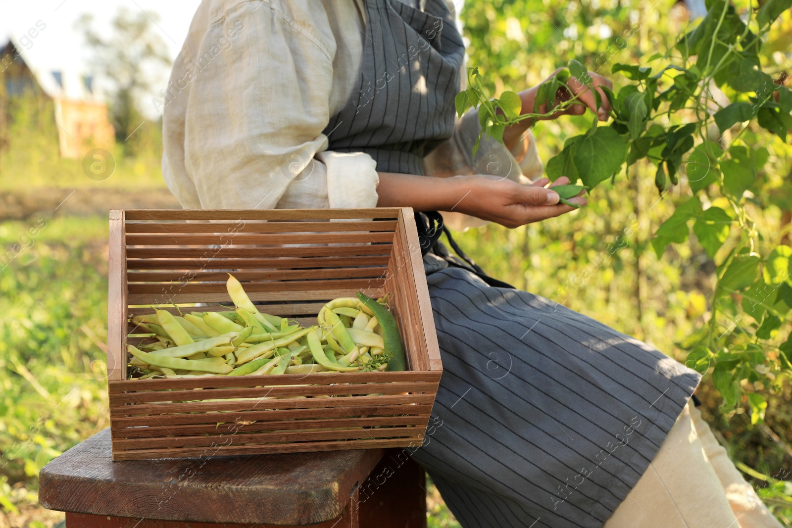 Photo of Young woman harvesting fresh green beans in garden, closeup