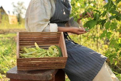 Young woman harvesting fresh green beans in garden, closeup