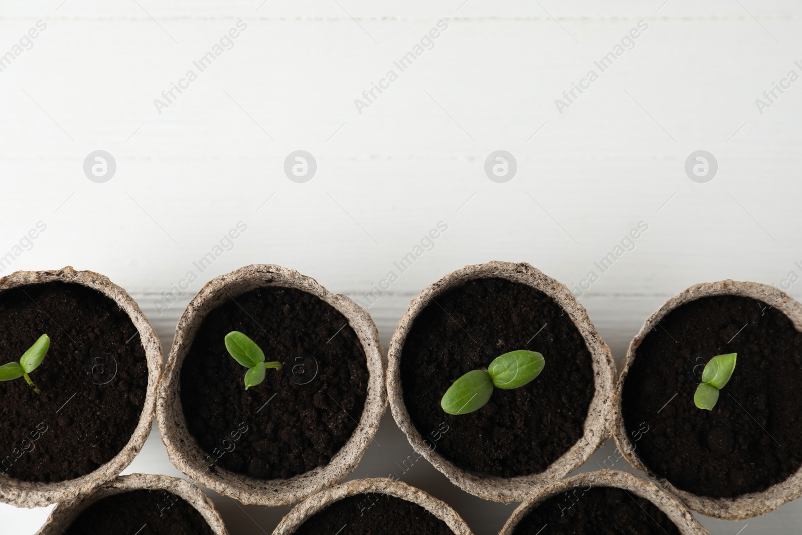 Photo of Young seedlings in peat pots on white wooden table, flat lay. Space for text