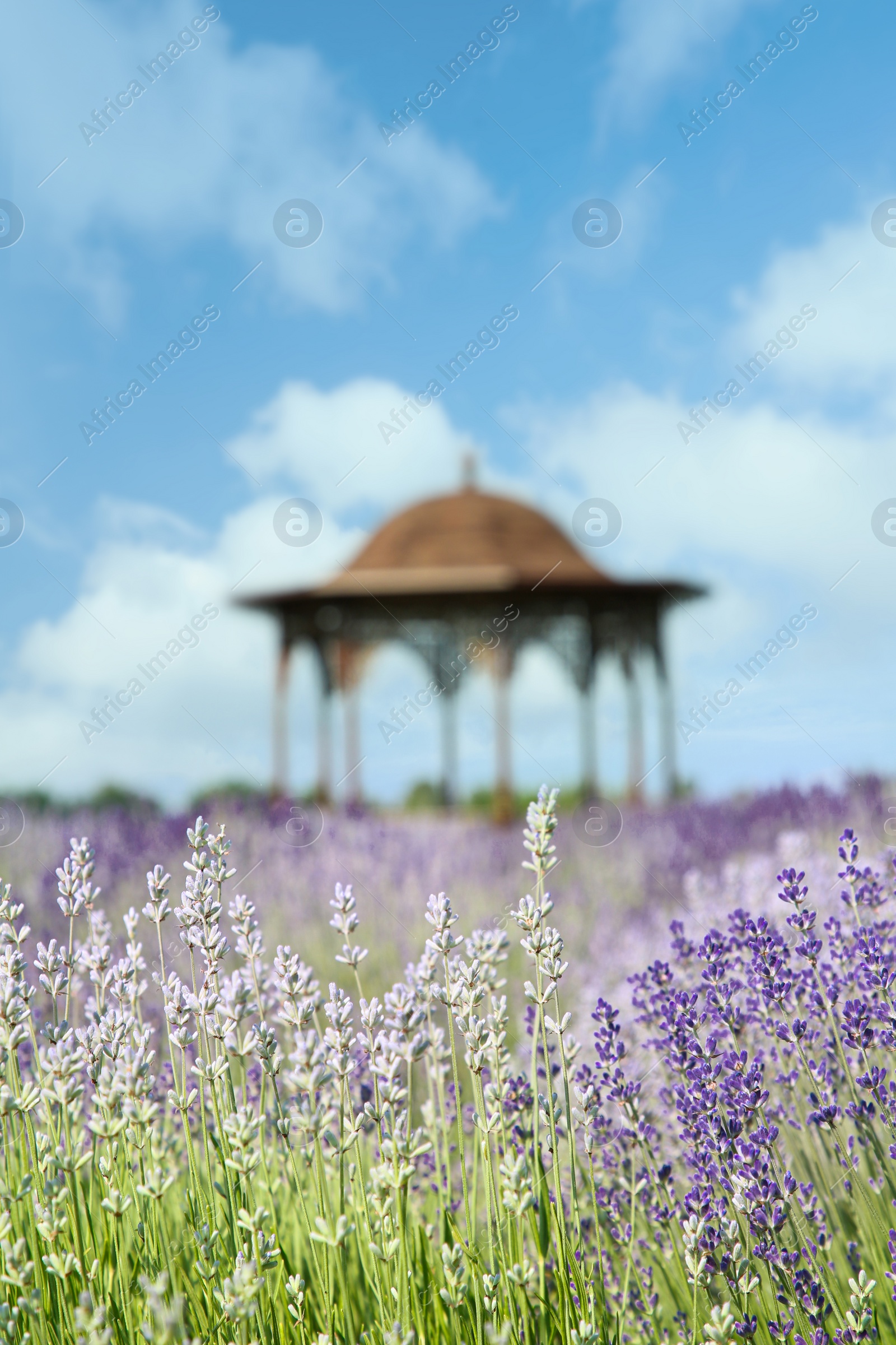 Photo of Beautiful blooming lavender growing in field, closeup. Space for text