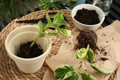 Exotic house plants in soil on table