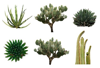 Set with different beautiful cacti on white background