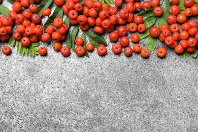 Fresh ripe rowan berries and green leaves on grey table, flat lay. Space for text