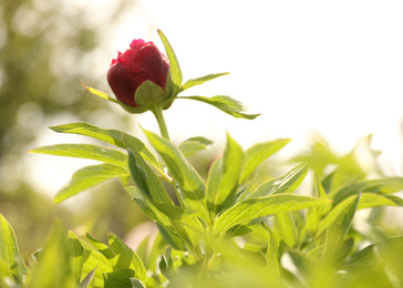 Photo of Beautiful red peony bud outdoors on spring day, closeup