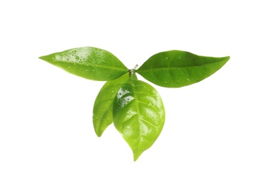 Photo of Fresh green coffee leaves isolated on white