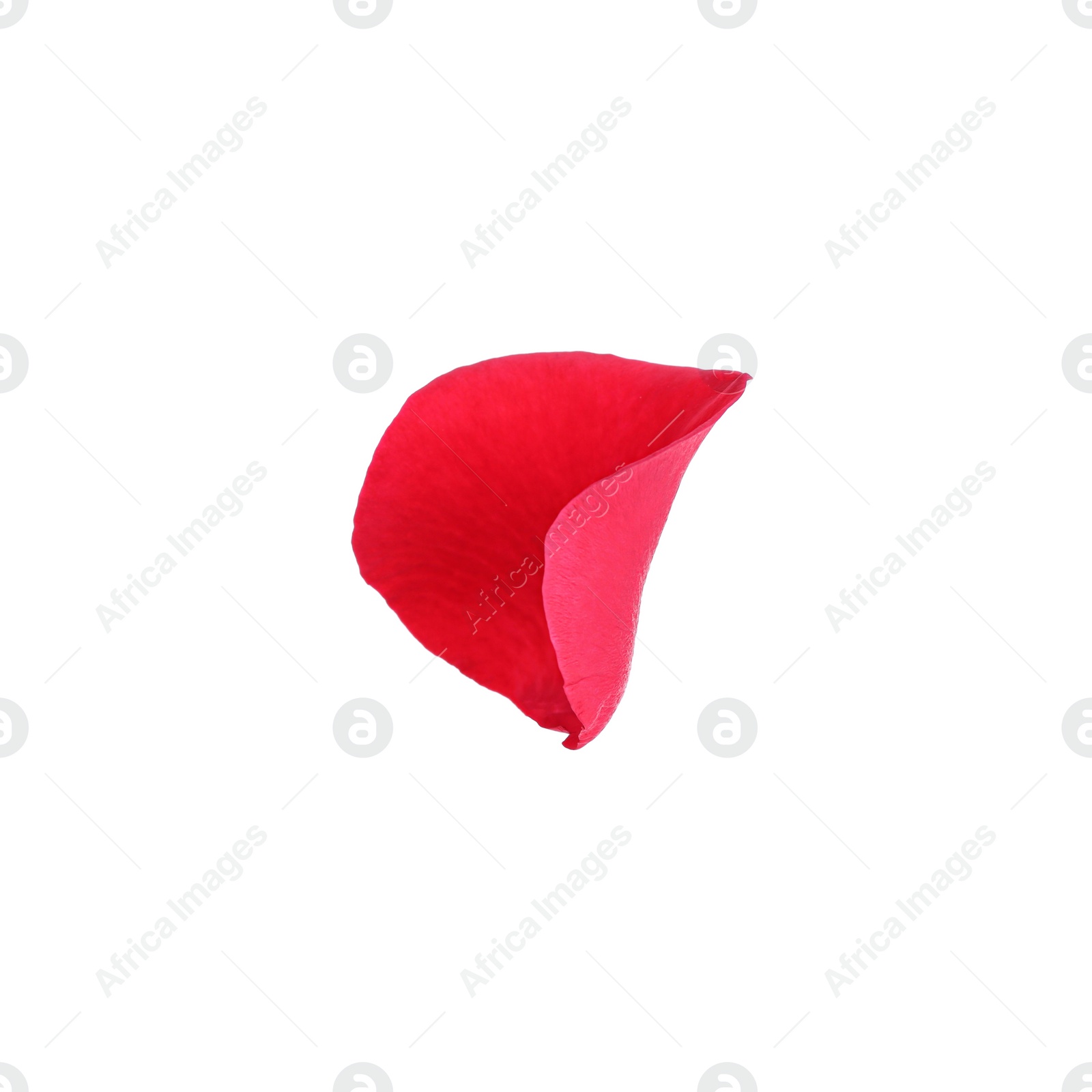 Photo of Tender red rose petal isolated on white