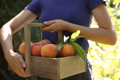 Photo of Woman holding wooden basket with ripe peaches outdoors, closeup