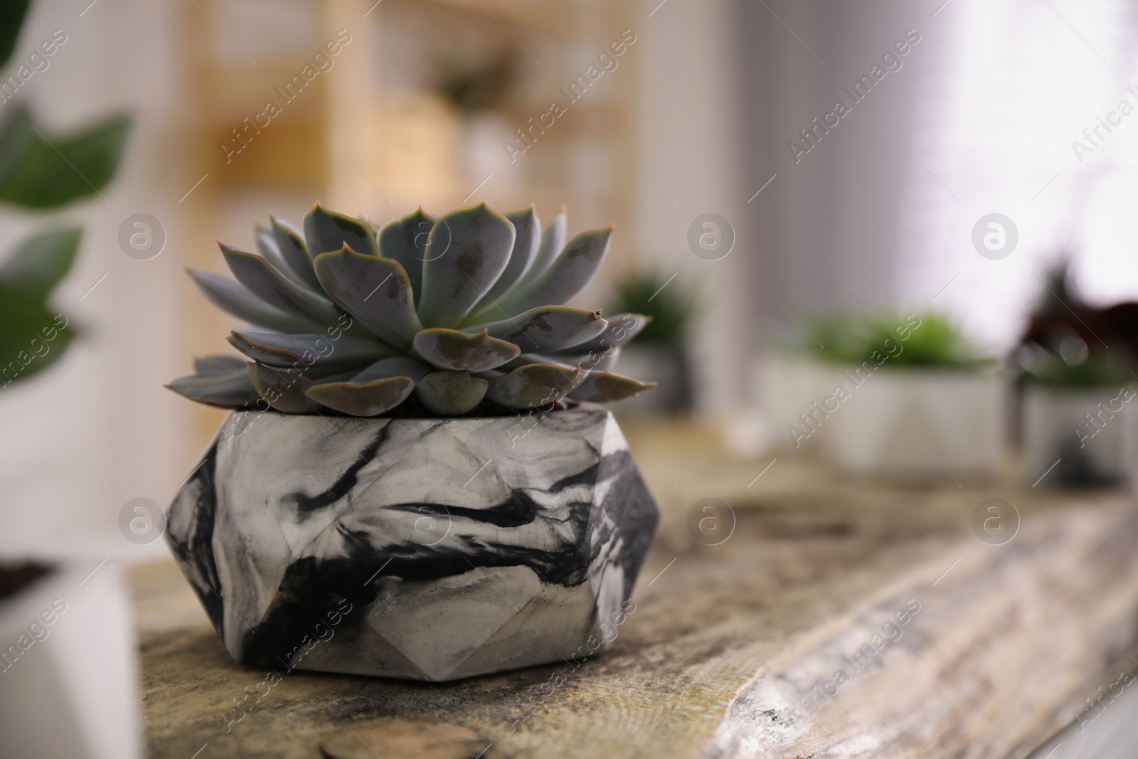 Photo of Beautiful potted succulents on wooden table indoors. Space for text