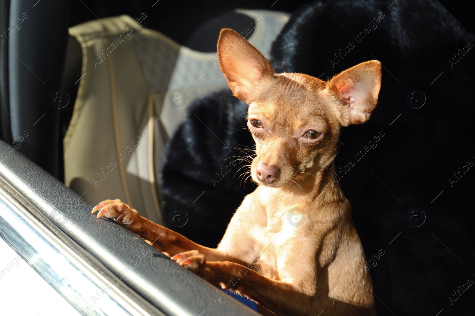 Photo of Cute toy terrier looking out of car window. Domestic dog