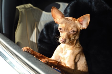 Cute toy terrier looking out of car window. Domestic dog