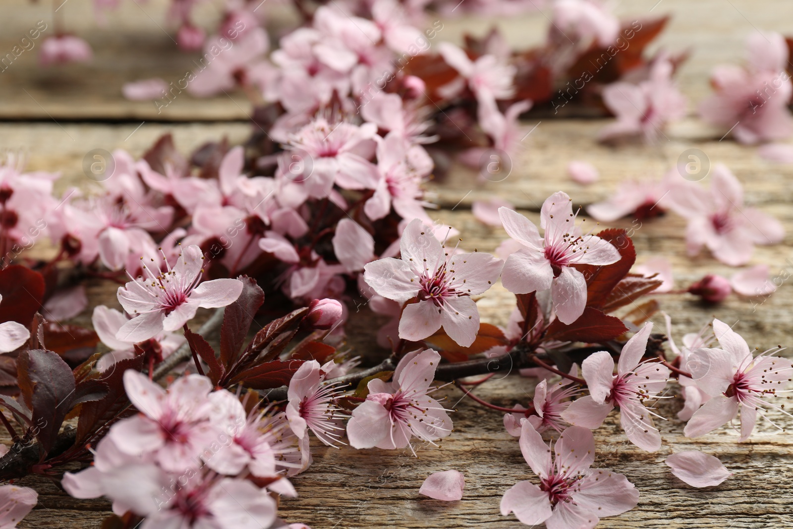 Photo of Spring branch with beautiful blossoms and leaves on wooden table, closeup