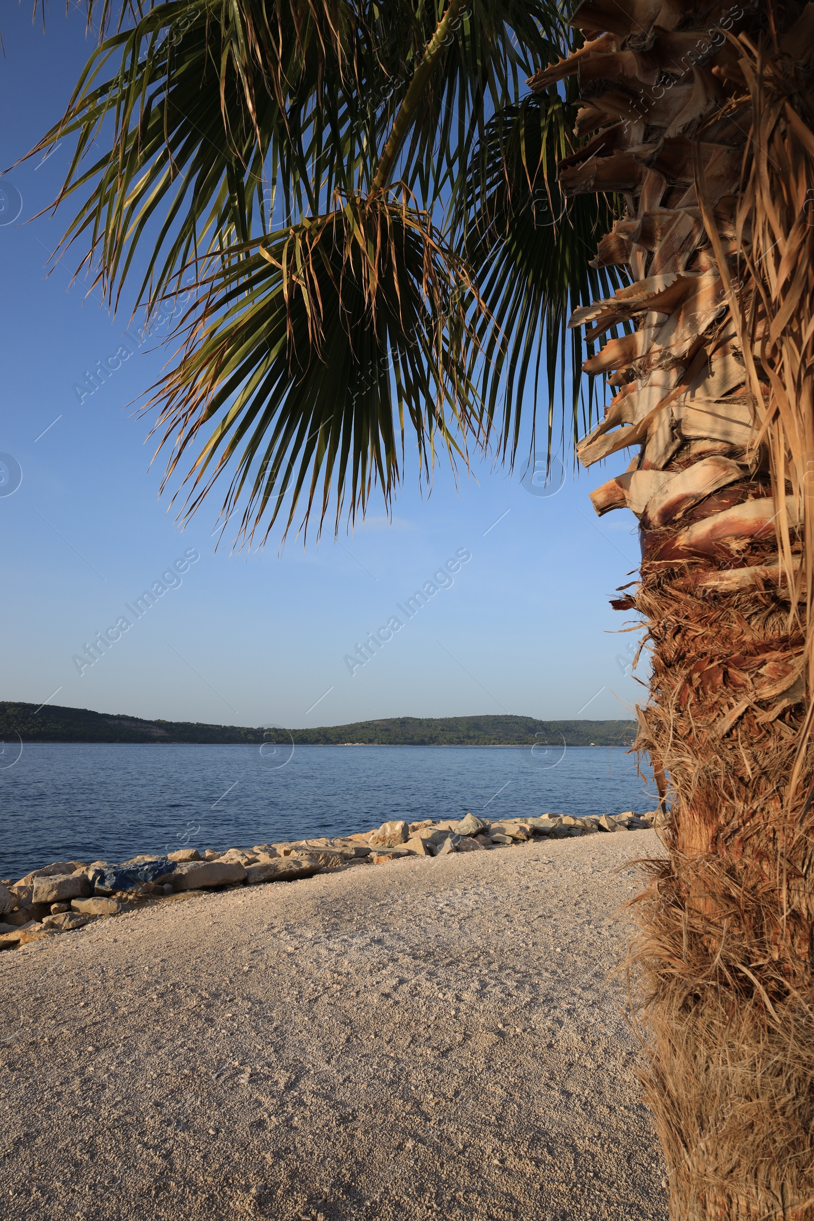 Photo of Beautiful palm tree with green leaves near sea on sunny day