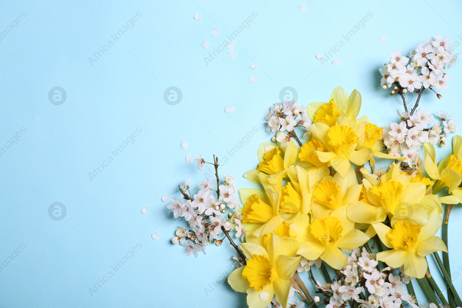 Photo of Beautiful yellow daffodils and cherry blossom on light blue background, flat lay. Space for text