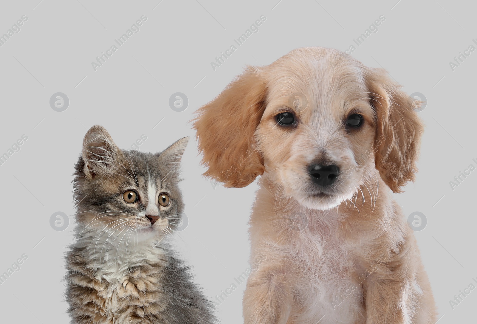 Image of Cute dog and cat on light grey background. Lovely pets