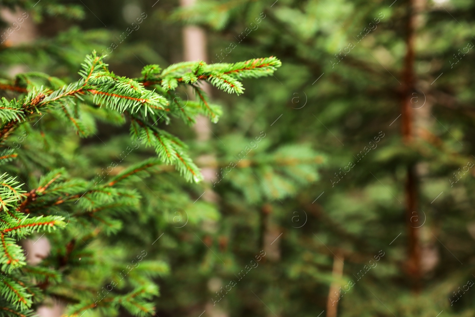 Photo of Beautiful fir with green branches in forest, closeup