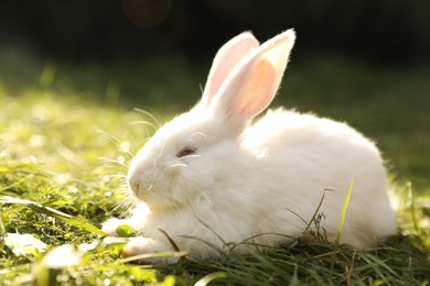 Photo of Cute white rabbit on green grass outdoors