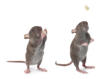 Small rats on white background, collage. Pest control 