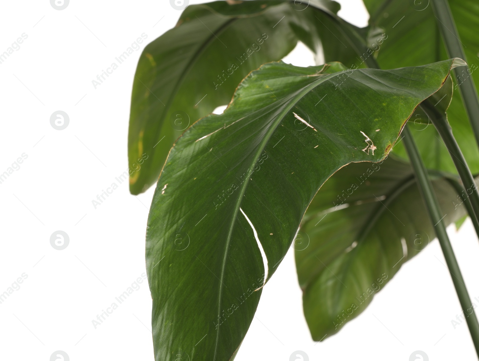 Photo of Houseplant with damaged leaves on white background, closeup