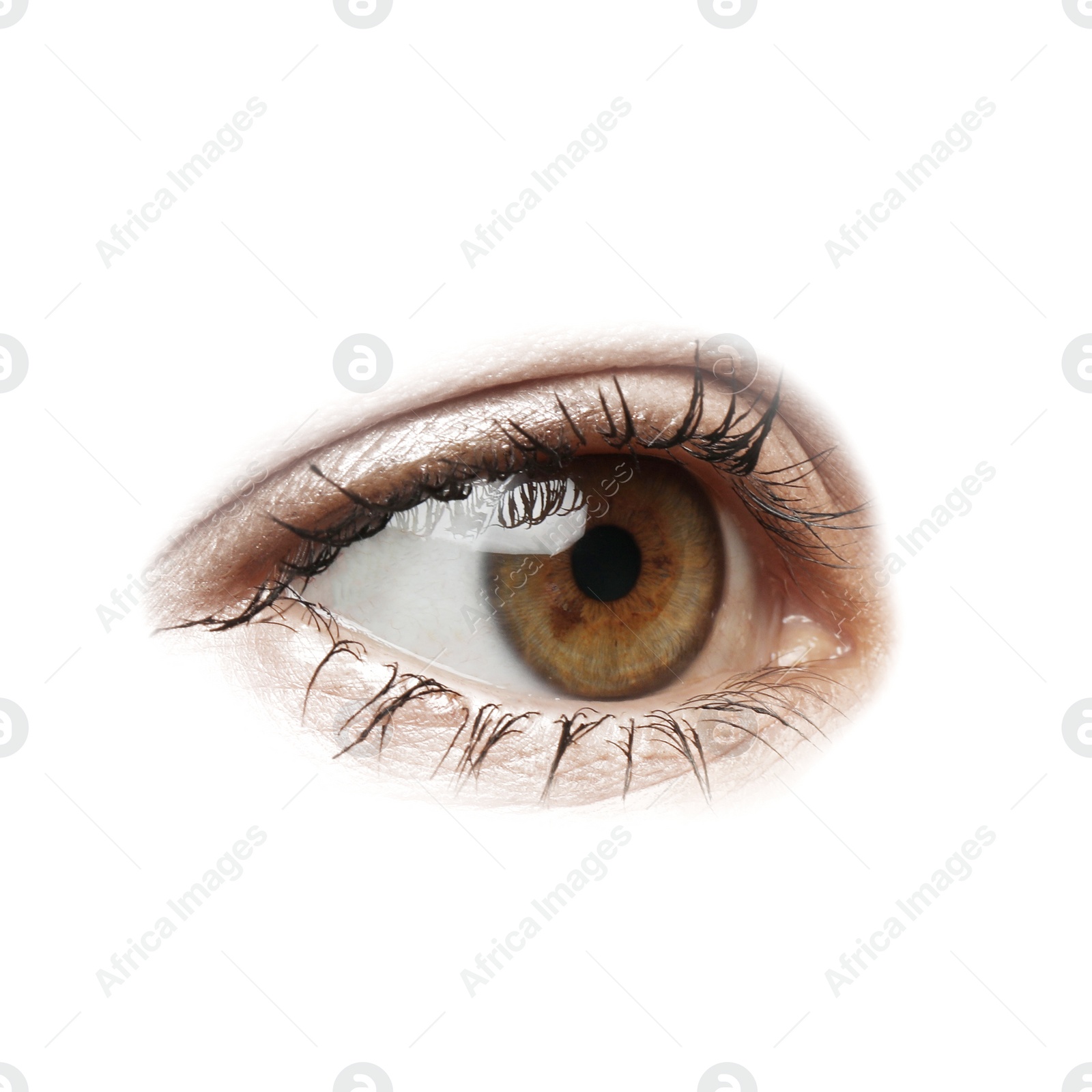 Image of Beautiful human eye isolated on white, closeup