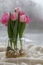 Photo of Beautiful tulip flowers with bulbs on plaid near window