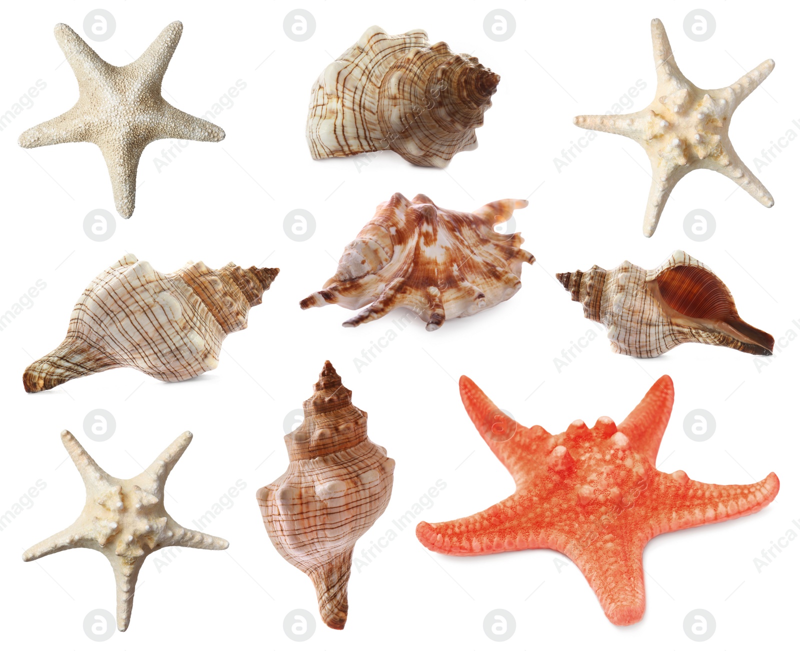 Image of Collection of different beautiful sea stars and shells on white background