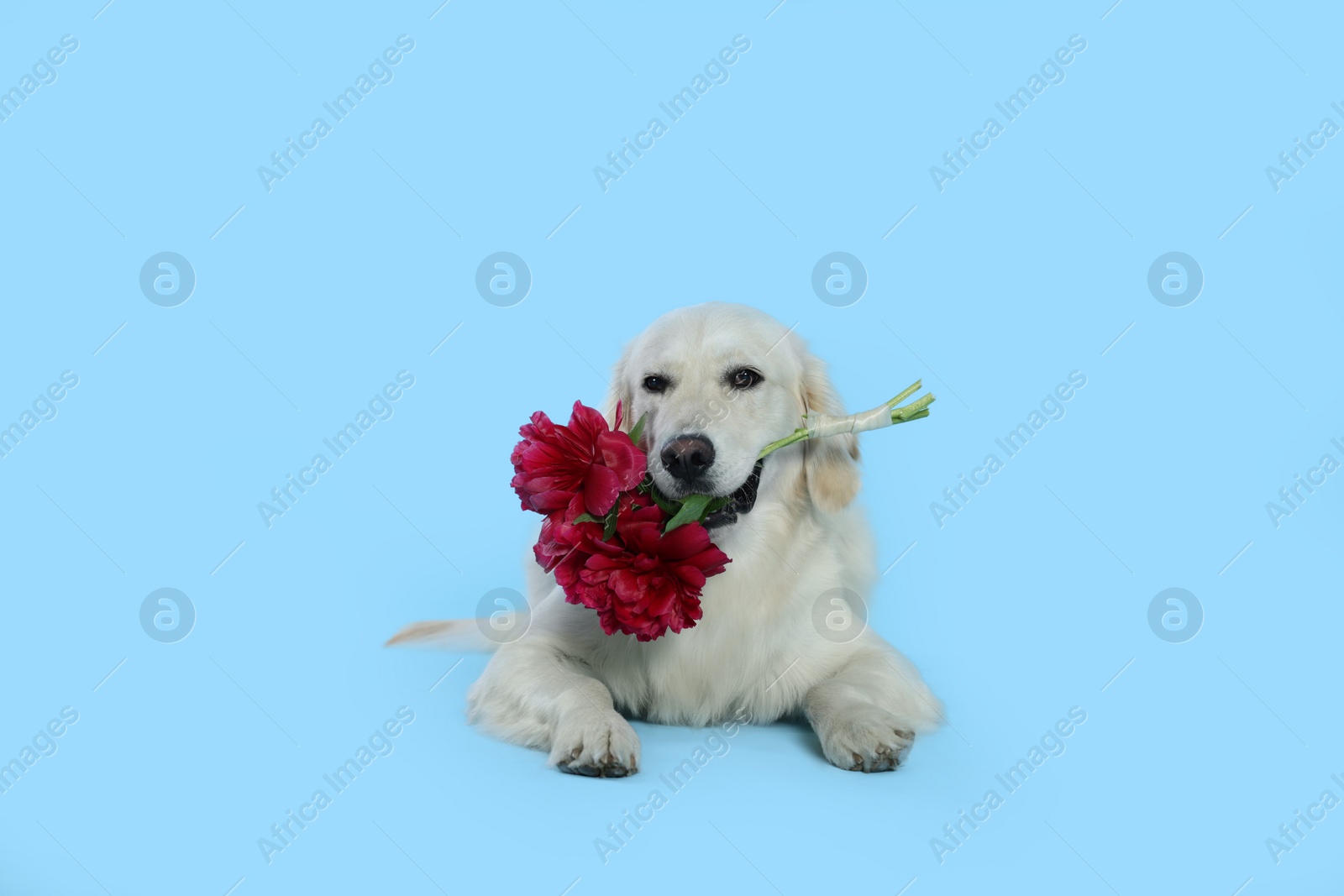 Photo of Cute Labrador Retriever with beautiful peony flowers on light blue background