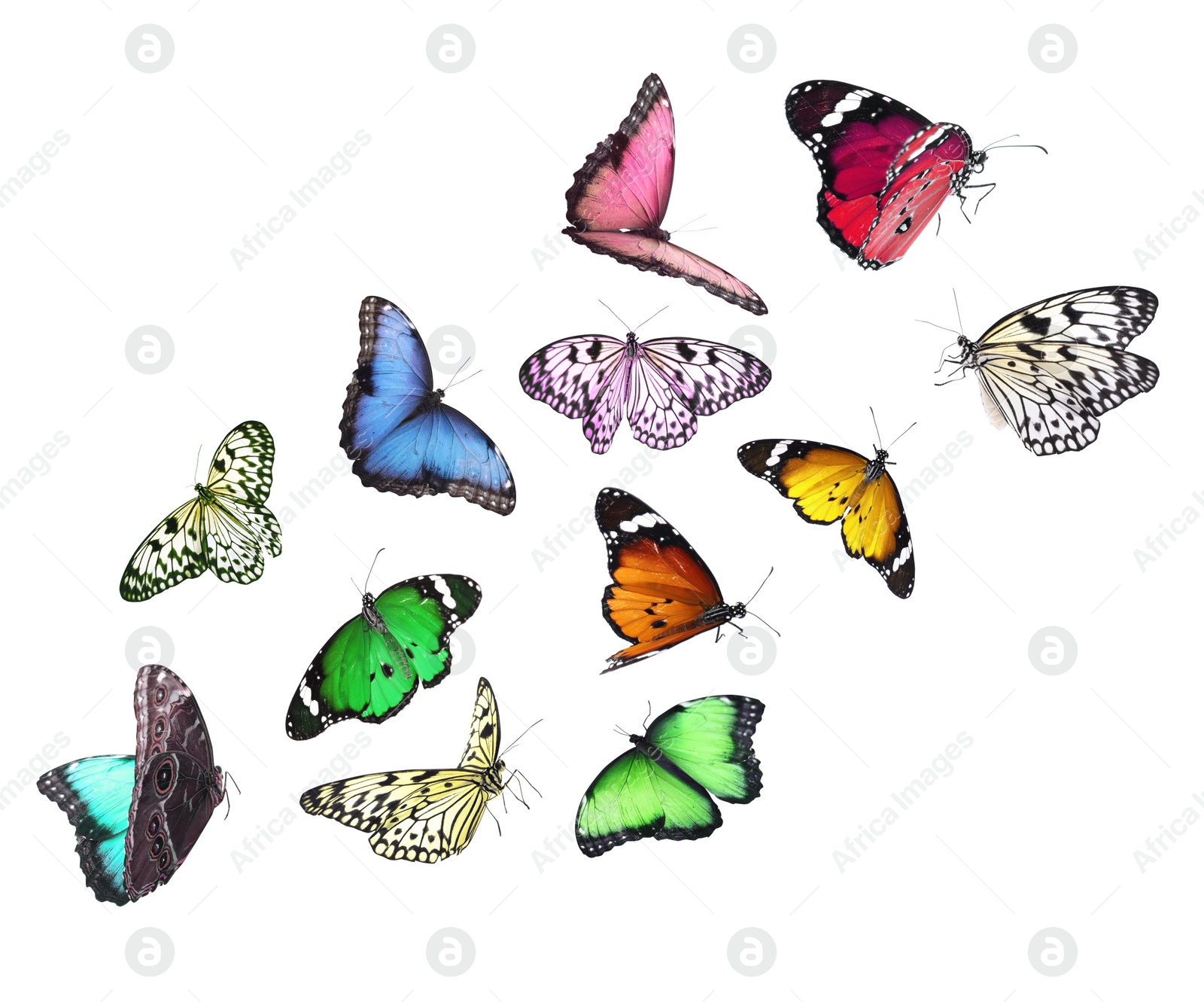 Image of Amazing different butterflies flying on white background