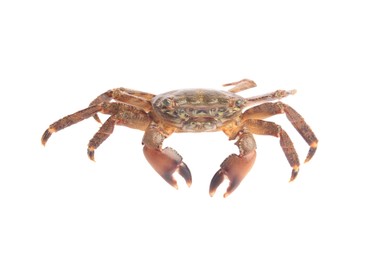 Photo of One fresh raw crab isolated on white