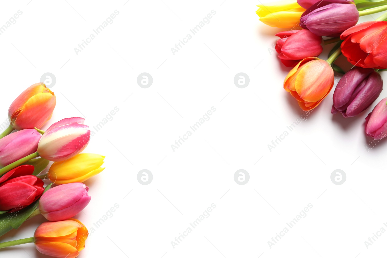 Photo of Beautiful spring tulip flowers on white background, top view. Space for text