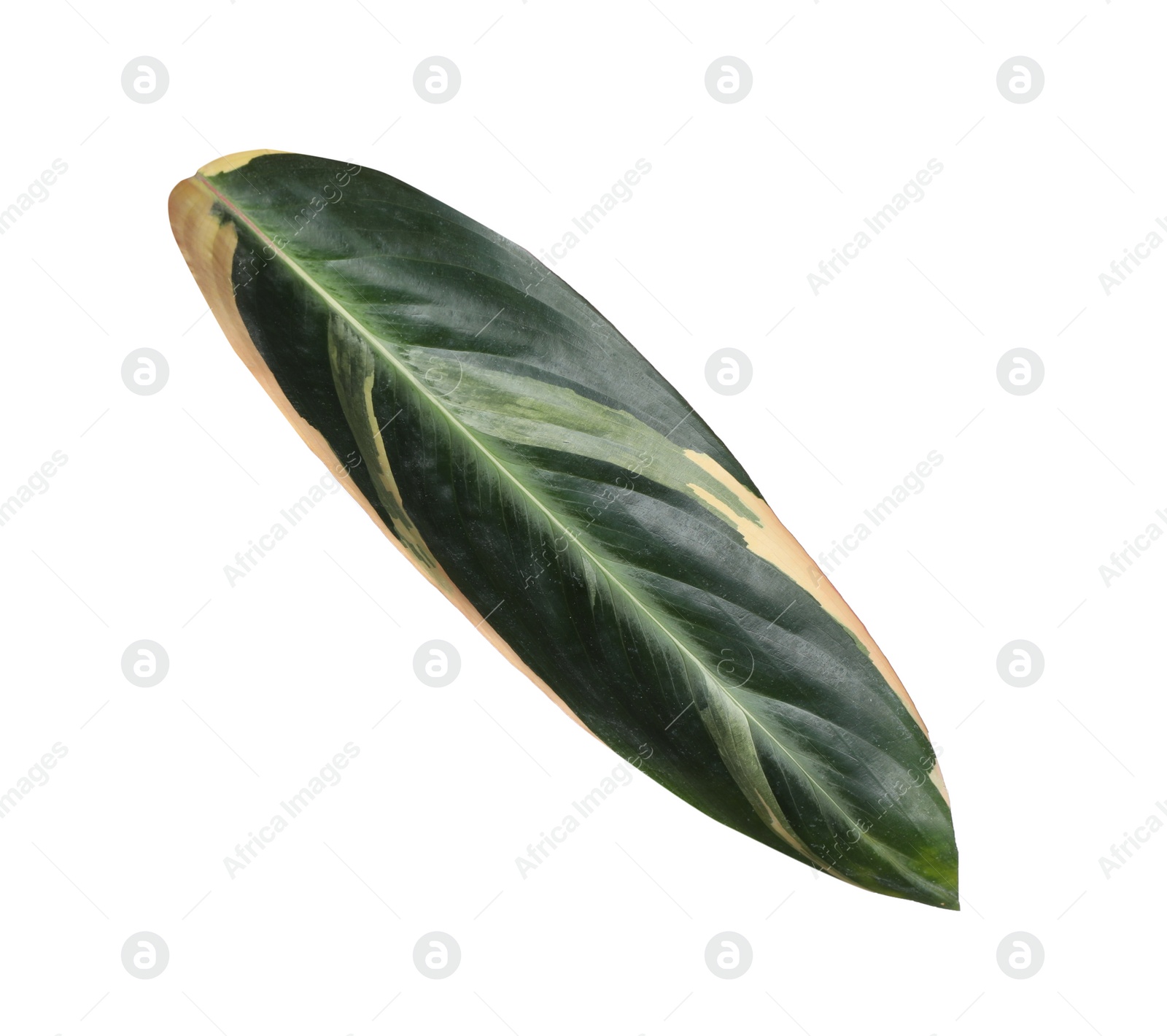 Photo of Leaf of tropical stromanthe plant isolated on white