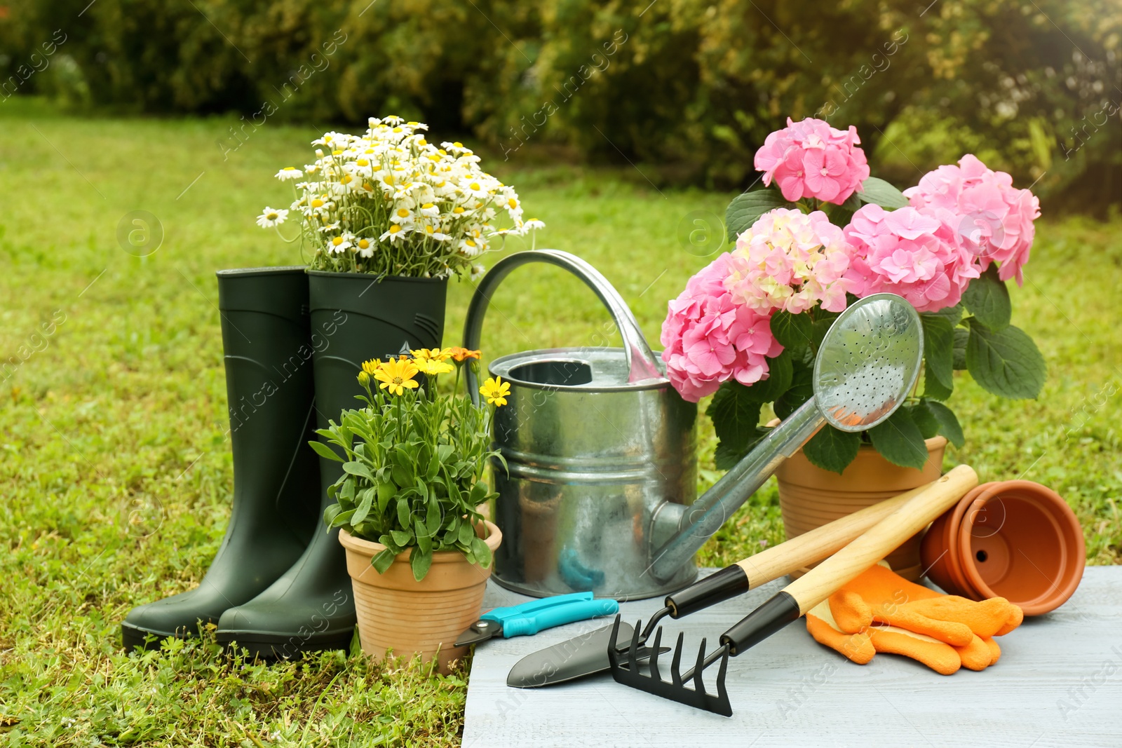 Photo of Beautiful blooming plants, gardening tools and accessories on green grass outdoors