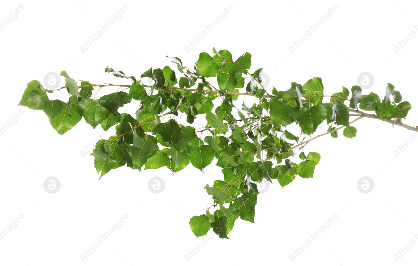 Photo of Beautiful tree branch with green leaves on white background