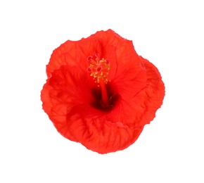 Photo of Beautiful red hibiscus flower isolated on white