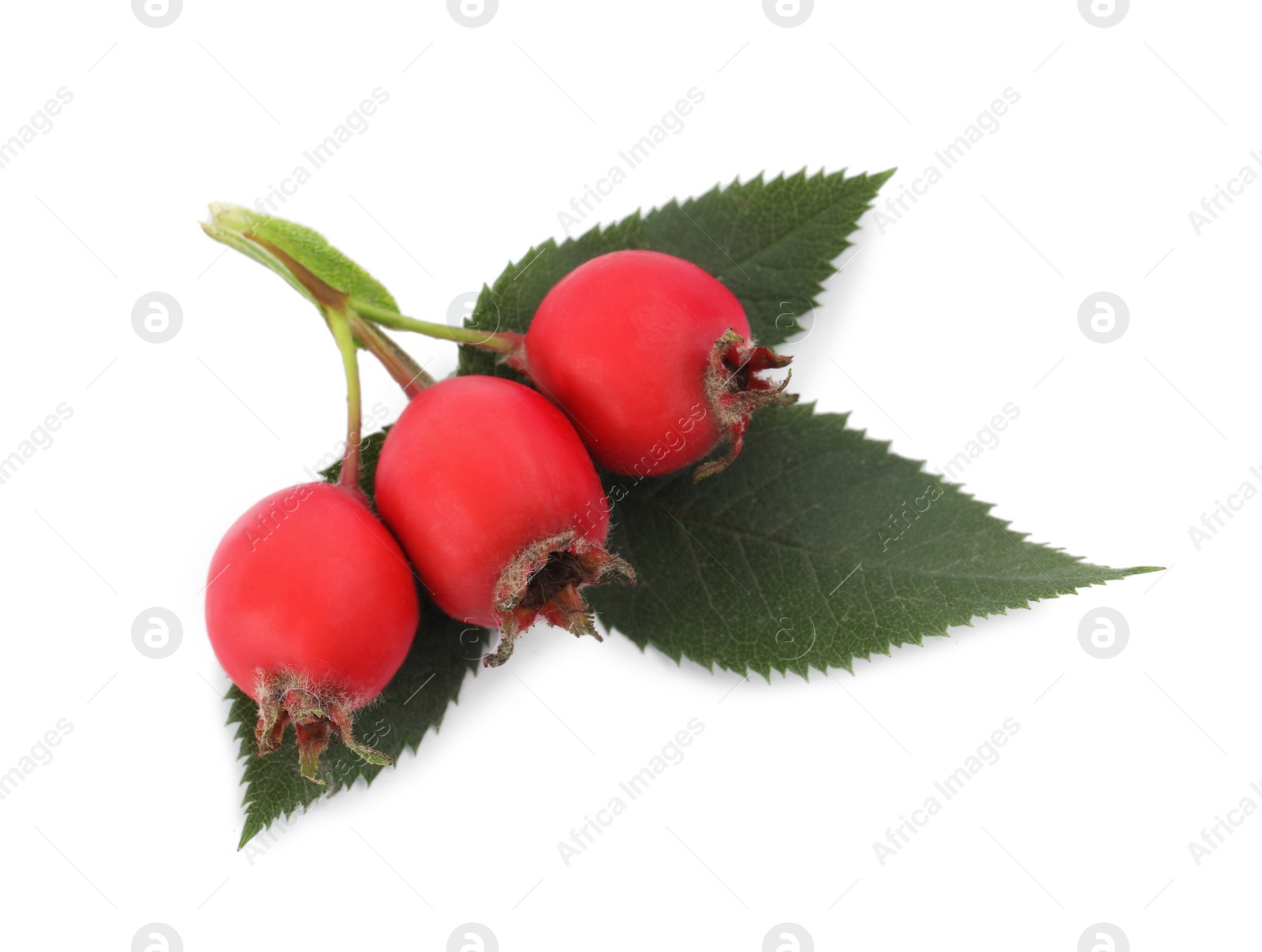 Photo of Ripe rose hip berries with green leaves on white background, top view