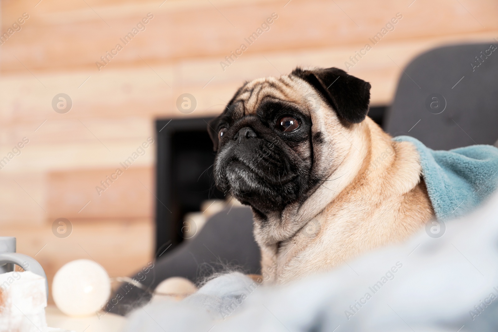 Photo of Cute pug dog with blankets on sofa at home. Warm and cozy winter