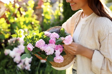 Photo of Young woman holding wicker basket with beautiful tea roses in garden, closeup