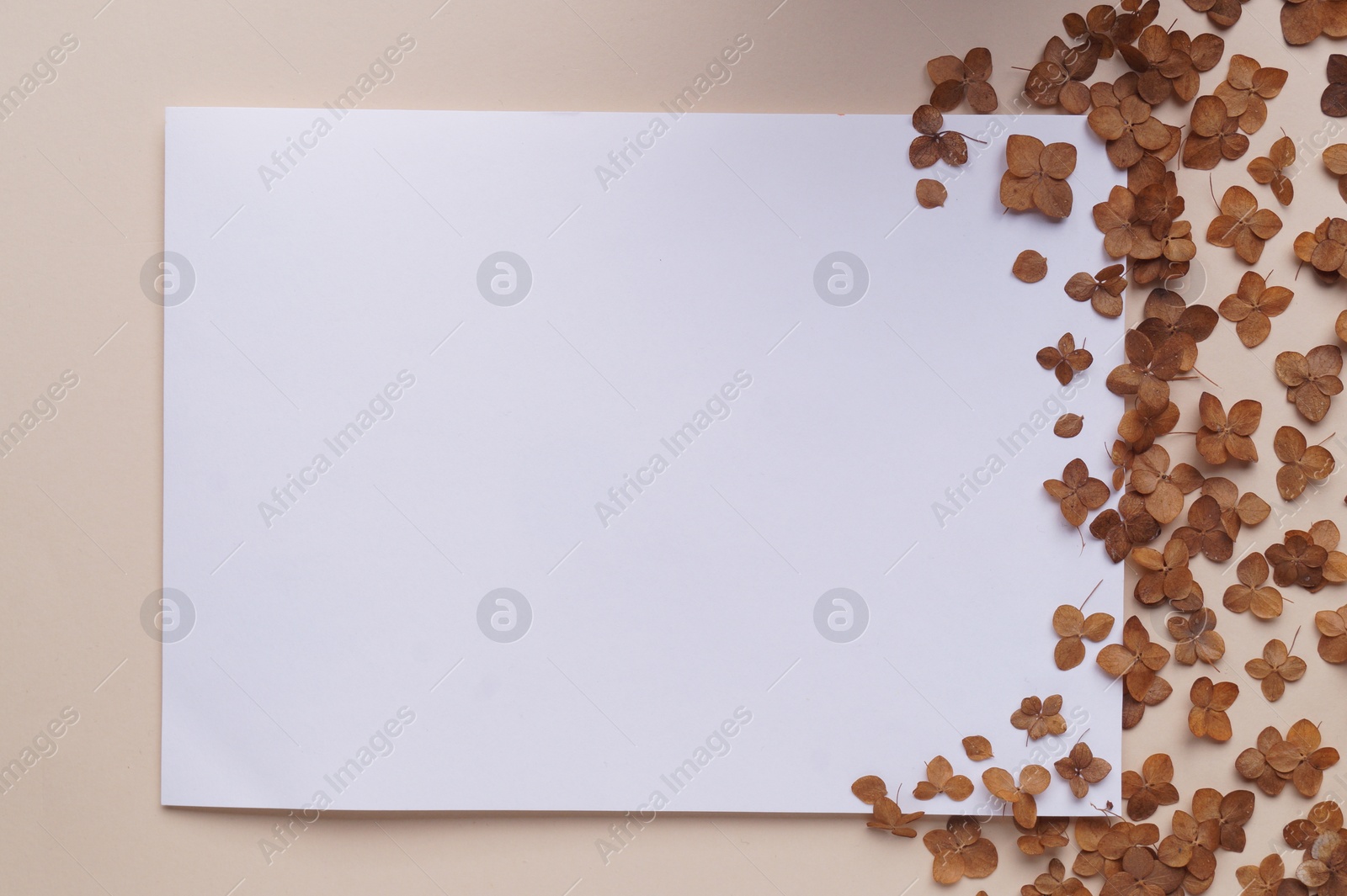 Photo of Dried hortensia flowers and sheet of paper on beige background, flat lay