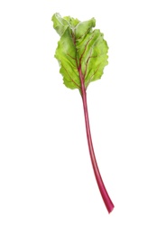 Leaf of fresh beet on white background