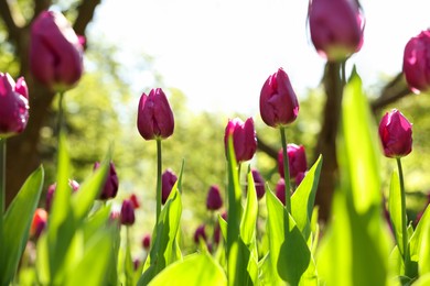 Beautiful purple tulips growing outdoors on sunny day, closeup