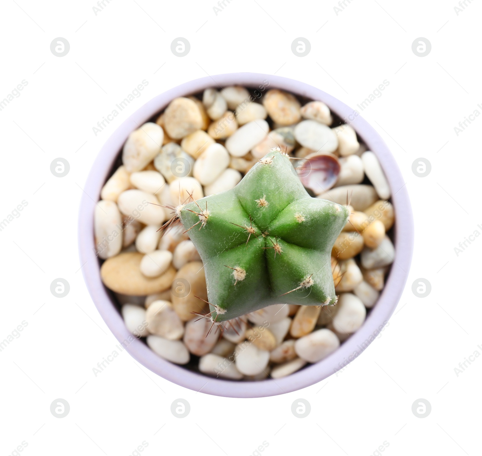 Photo of Beautiful cactus on white background, top view