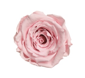 Photo of Beautiful pink rose flower isolated on white, top view