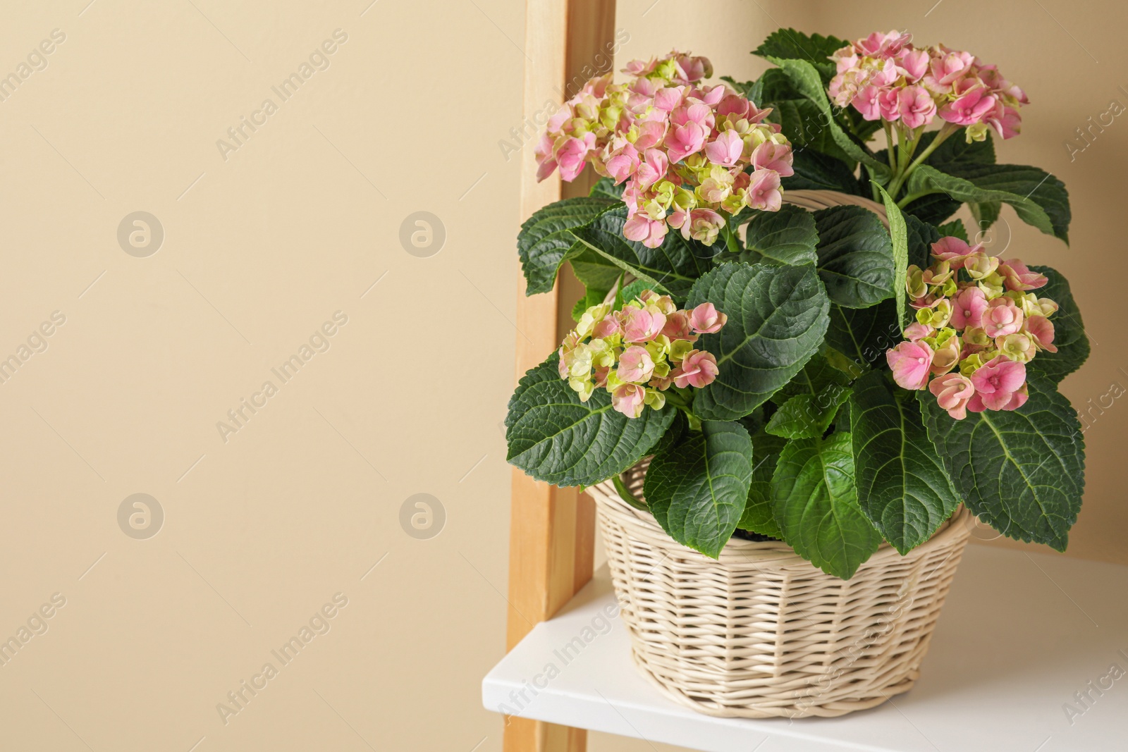 Photo of Wicker basket with beautiful hortensia flowers on shelf near beige wall. Space for text