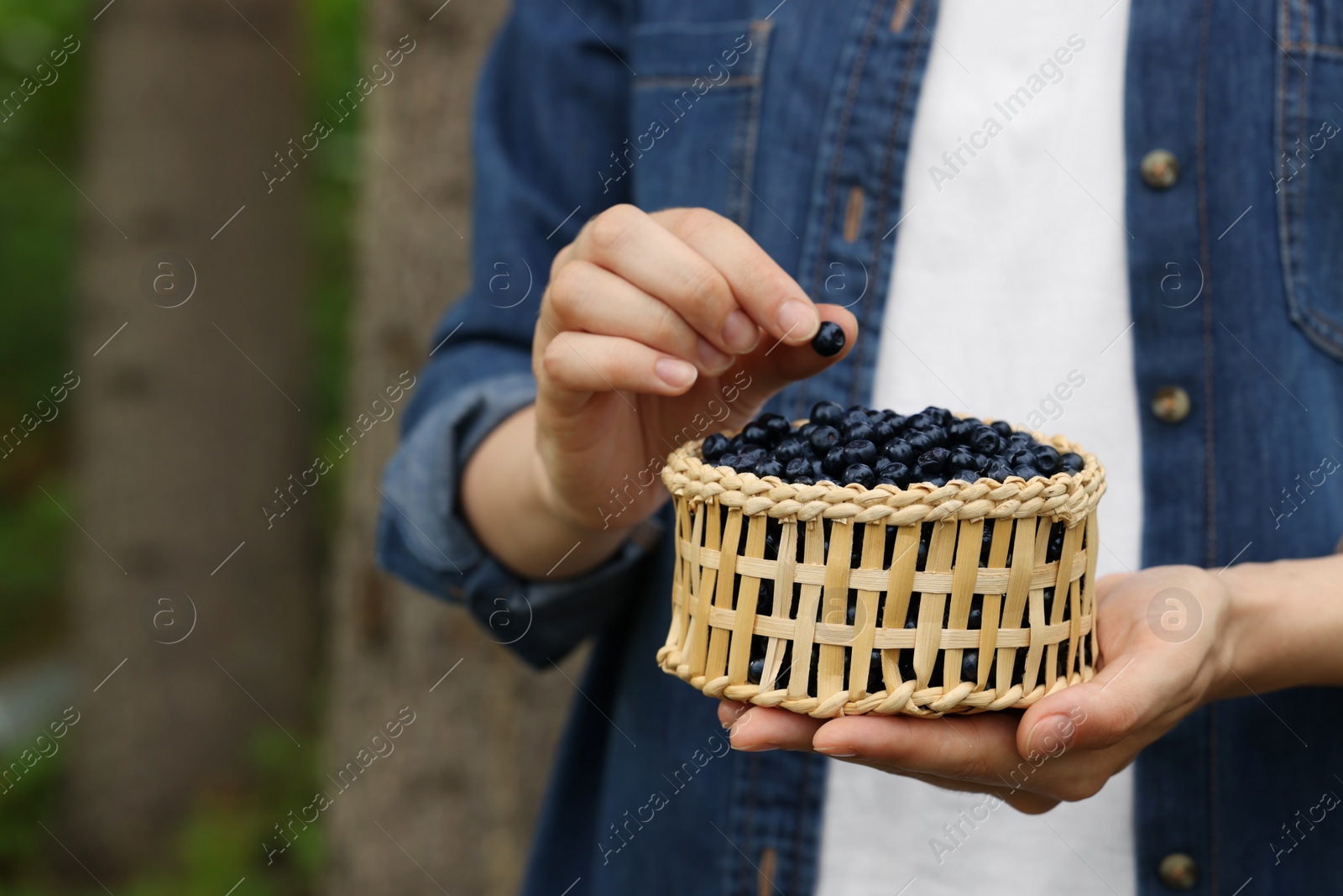 Photo of Woman putting bilberry into wicker bowl outdoors, closeup. Space for text