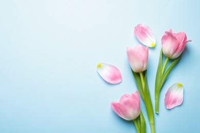 Flat lay composition of tulips on blue background, space for text. International Women's Day