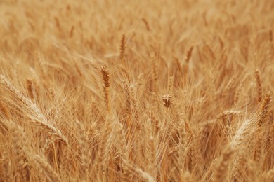 Beautiful ripe wheat spikes in agricultural field