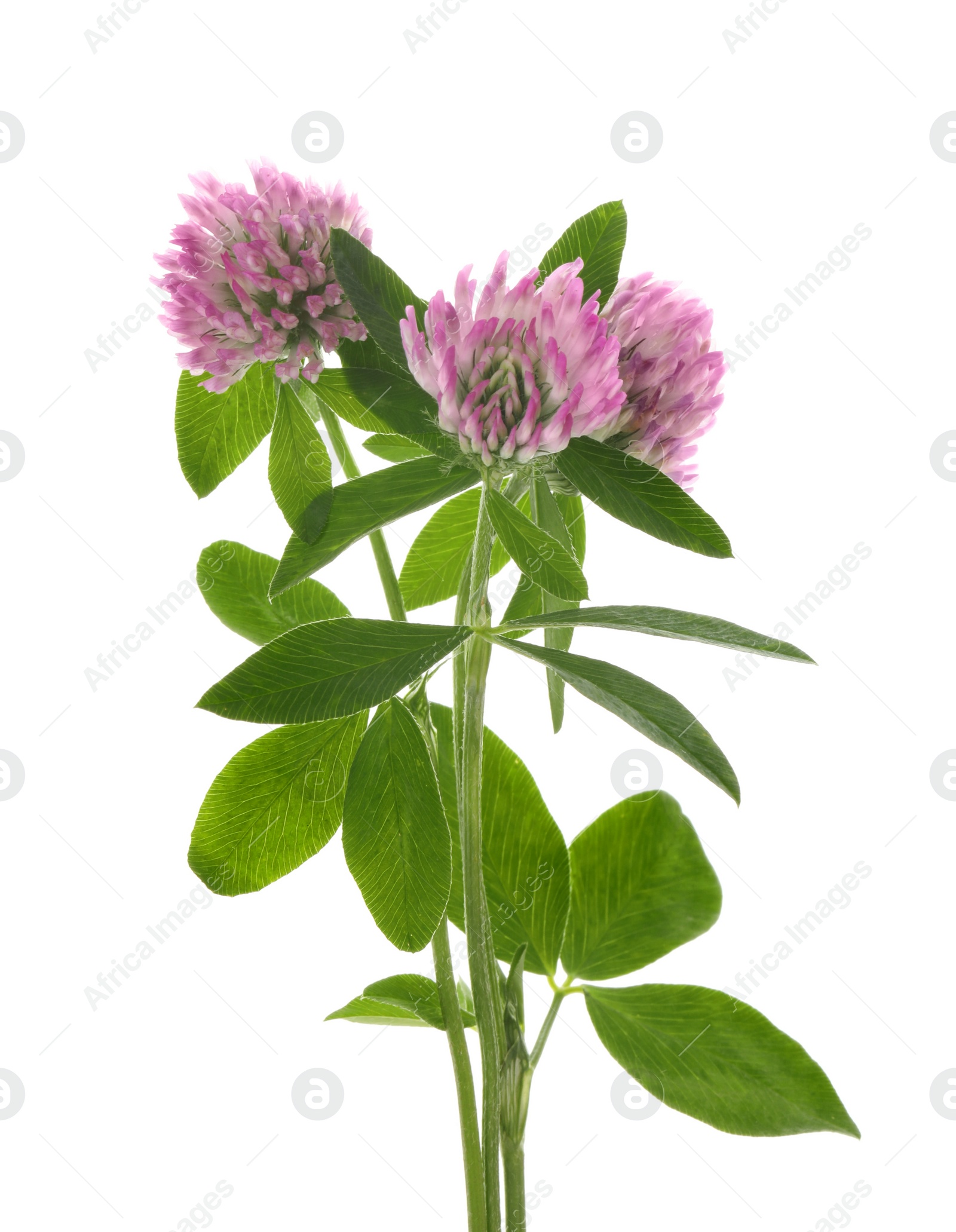 Photo of Beautiful clover flowers with green leaves on white background