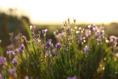 Beautiful lavender flowers in field on sunny day