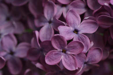 Photo of Closeup view of beautiful blossoming lilac as background